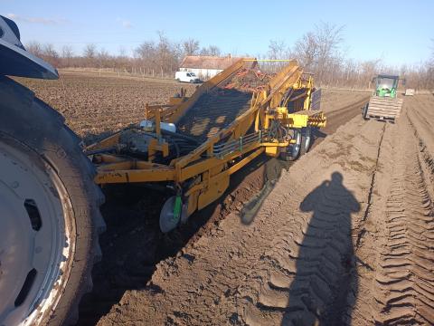 Nobels ágyásszedő, sárgarépaszedő