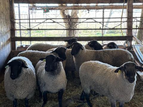 Suffolk tenyészkos eladó