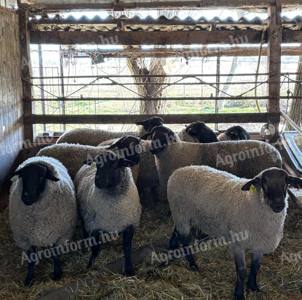 Suffolk tenyészkos eladó