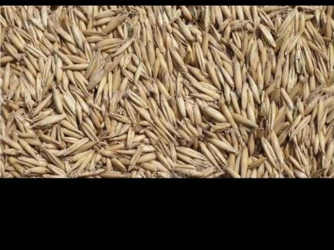 Eladó vető zab Eladó vető zab