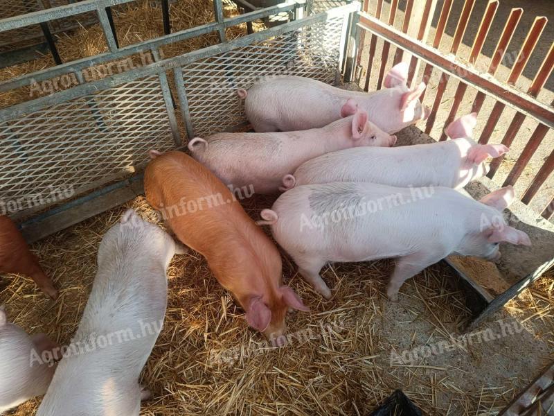 Eladó 9 hetes malacok