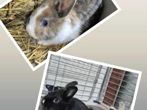 Törpenyuszik eladók Törpenyuszik eladók