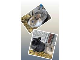 Törpenyuszik eladók