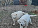 Kuvasz kölykök eladók