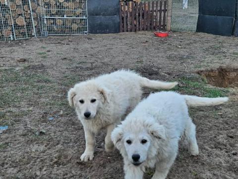 Kuvasz kölykök eladók