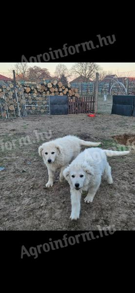 Kuvasz kölykök eladók