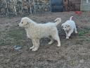 Kuvasz kölykök eladók