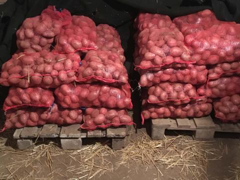 Balatoni rózsa burgonya Balatoni rózsa burgonya