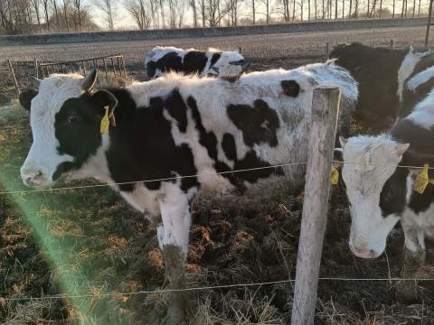 Eladó holstein és jersey bikák