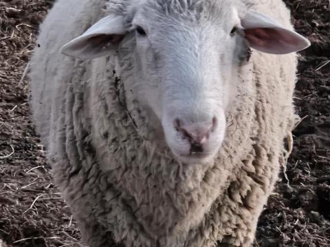 Eladó Merino kos, 3 éves, kb. 100 kg Eladó Merino kos, 3 éves, kb. 100 kg