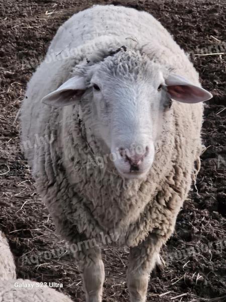 Eladó Merino kos, 3 éves, kb. 100 kg