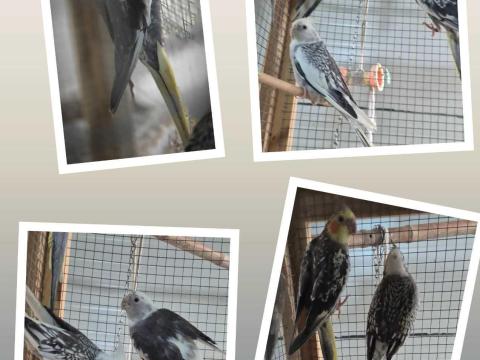 Nimfa papagájok eladók