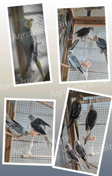 Nimfa papagájok eladók