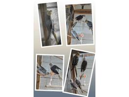 Nimfa papagájok eladók