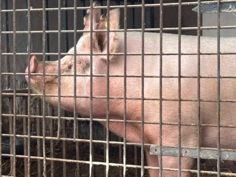 Eladó vemhes törzskönyves Nagy fehér. Eladó vemhes törzskönyves Nagy fehér.