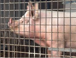 Eladó vemhes törzskönyves Nagy fehér.