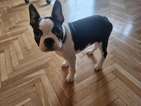 Eladó 11 hetes szuka Boston Terrier Eladó 11 hetes szuka Boston Terrier