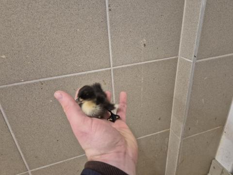 Eladó indiai futó és fehér kacsa Eladó indiai futó és fehér kacsa