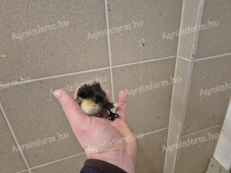 Eladó indiai futó és fehér kacsa