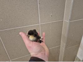 Eladó indiai futó és fehér kacsa