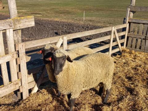 Minősített törzskönyves cigája kos eladó Minősített törzskönyves cigája kos eladó