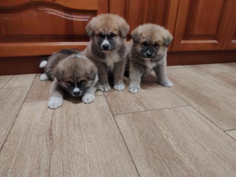 Japán akita kiskutya