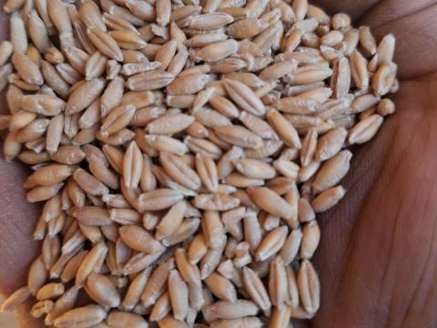 Tritikálé eladó Cegléden