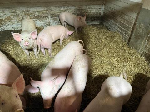 Malacokat keresek megvételre Malacokat keresek megvételre