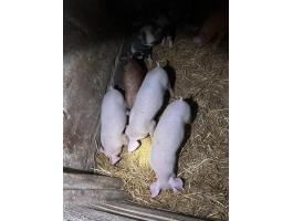 Eladó 12 hetes malacok