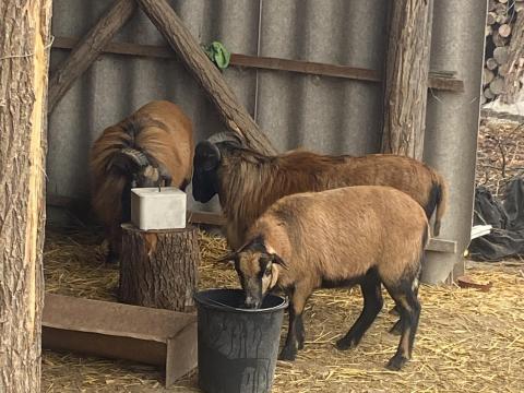 Kameruni juh Kameruni juh