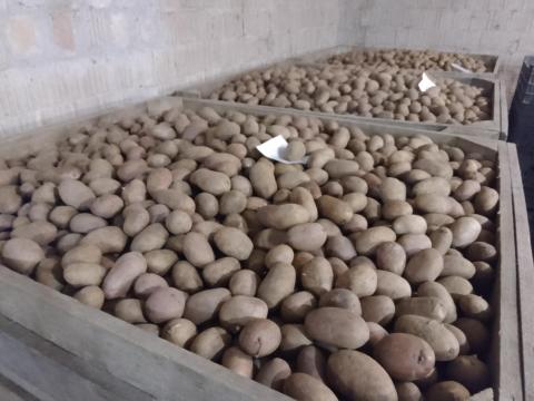 Vető méretű burgonya eladó Vető méretű burgonya eladó