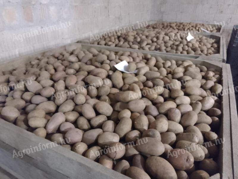 Vető méretű burgonya eladó