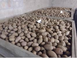 Vető méretű burgonya eladó 