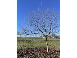 Zubogyi diós ültetvény eladó