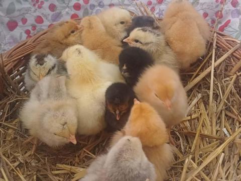 Kiscsibék eladók Kiscsibék eladók