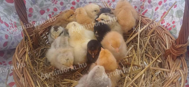 Kiscsibék eladók