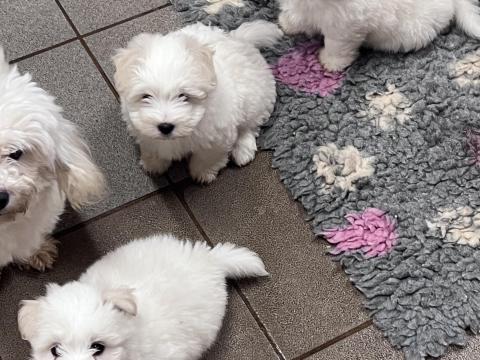 Coton de Tulear ritka pamutkutya bichon kiskutyák Coton de Tulear ritka pamutkutya bichon kiskutyák