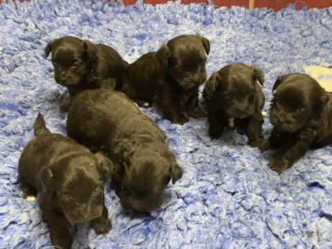 Bolonka Cvetna ritka orosz bichon kiskutyák Bolonka Cvetna ritka orosz bichon kiskutyák