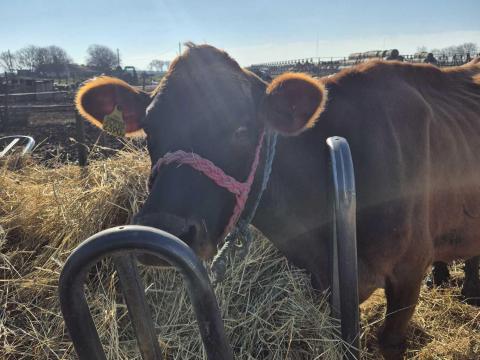 Jersey tehen uszo borjaval Jersey tehen uszo borjaval