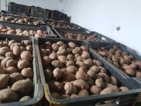 Balatoni rózsa, démon Balatoni rózsa, démon