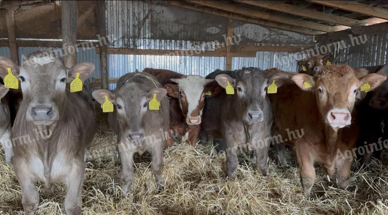 73 db szarvasmarha eladó