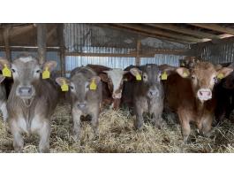 73 db szarvasmarha eladó