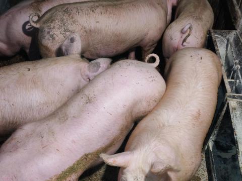 Hízók eladók 700 Ft/kg áron