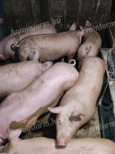 Hízók eladók 700 Ft/kg áron