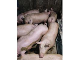 Hízók eladók 700 Ft/kg áron