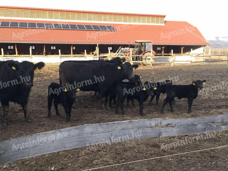 Állattartó telephez keresünk fizikai munkavégzésre alkalmas kollégát