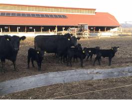 Állattartó telephez keresünk fizikai munkavégzésre alkalmas kollégát