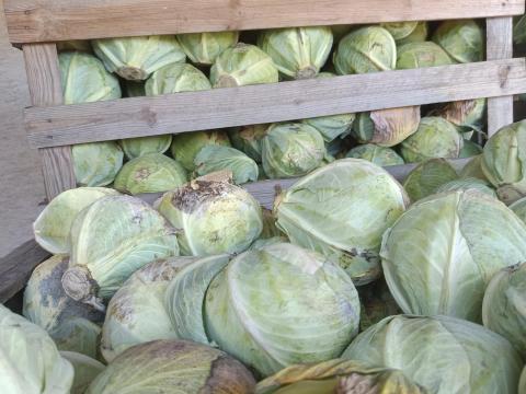 Takarmány fejes káposzta eladó termelőtől