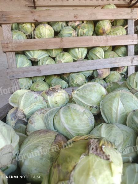 Takarmány fejes káposzta eladó termelőtől