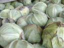 Takarmány fejes káposzta eladó termelőtől